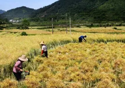 秸稈禁燒季 | 禁止一切露天焚燒秸稈行為！附縣政府禁燒通告、鎮(zhèn)政府倡議書